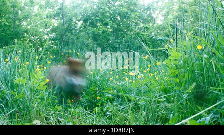 Renard roux Banque D'Images