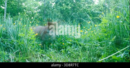 Renard roux Banque D'Images
