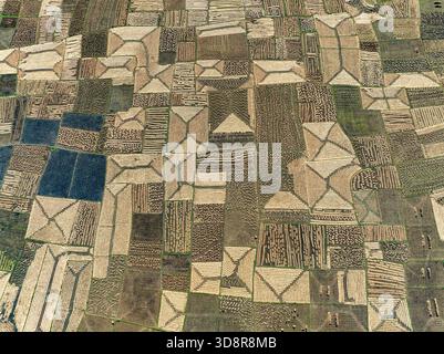 Vue aérienne des rizières dorées modelées par des formes géométriques, créant un paysage texturé de l'agriculture, Panchagarh, Division de Rangpur, Banglades Banque D'Images