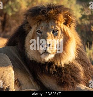 Proche du lion Kalahari à mannequin noir se relaxant au soleil du matin Banque D'Images