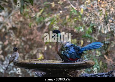 Turaco à crête violette (Gallirex porphyreolophus) se baignant dans un bain d'oiseaux avec un bulbul aéré jaune regardant Banque D'Images