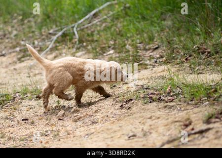 Bordoodle border collie chiots caniche jouant dans le sable Banque D'Images