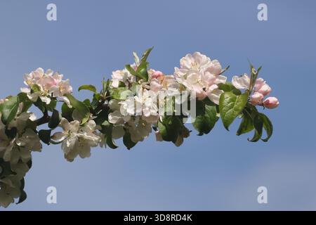 Fleur de crabe et de pomme Banque D'Images