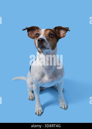 Chien Jack Russell Terrier lève les yeux, assis à droite sur un fond bleu Banque D'Images