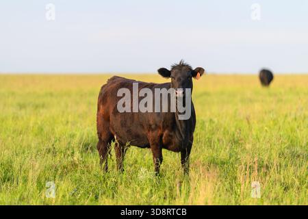 Une vache noire sereine se dresse dans un champ verdoyant et luxuriant, se prélassant dans la beauté naturelle de son environnement. Banque D'Images