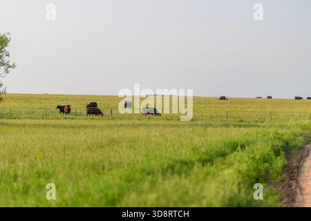 Les vaches paissent paisiblement dans un champ verdoyant, mettant en valeur la tranquillité rurale et l'essence de l'agriculture Banque D'Images