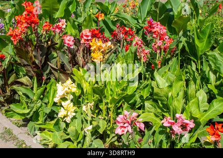 Canna Yellow King Humbert mélange de différentes variétés de plantes. Fleurs d'orange de Cannas fleurs d'été Fermer les fleurs poussent dans le jardin Banque D'Images