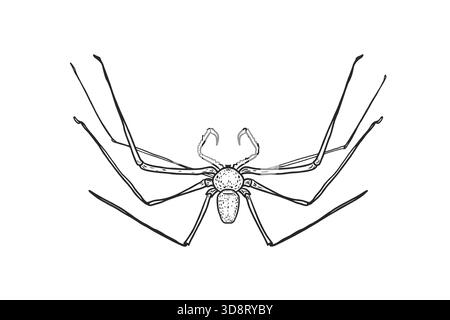 Illustration vectorielle Creepy papa longues jambes araignée, style de gravure dessiné à la main. Dessin d'insecte et d'arachnide noir blanc pour Halloween. Fouet araignée Illustration de Vecteur