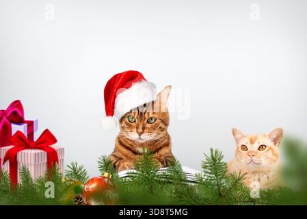 Un chat du Bengale dans un chapeau de Père Noël rouge et un chat birman sont assis parmi les branches de sapin et les décorations des fêtes. Les boîtes cadeaux sont en arrière-plan. Une nouveauté lumineuse Banque D'Images