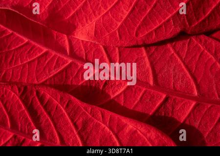 Gros plan macro d'une feuille de poinsettia rouge vif montrant ses veines naturelles et sa surface texturée. Fond de Noël. Banque D'Images