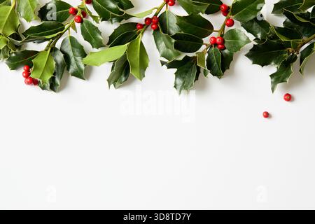 De vraies branches de houx fraîchement cueillies avec des feuilles vertes et des baies rouges vives sur fond blanc. Décoration naturelle hivernale. Banque D'Images