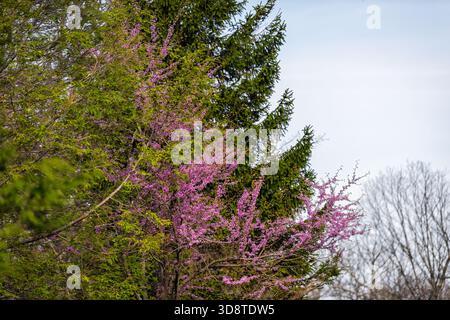 Les branches d'arbre Redbud avec de nombreuses fleurs violettes fleurissent au printemps dans la cour du jardin à Wintergreen Resort, en Virginie Banque D'Images
