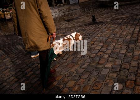Homme promenant un chien de basset dans une rue pavée à Lille dans les hauts de France le 25 janvier 2025. La scène montre la personne tenant un Banque D'Images