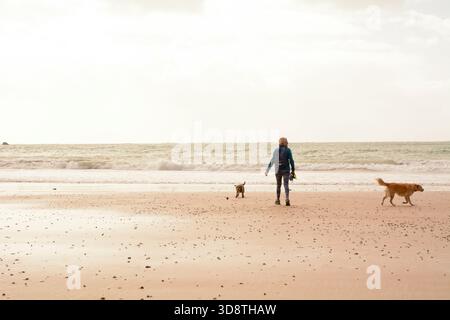 Une marcheuse et ses chiens sur la plage de St Brelade's Bay, St Brelade, Jersey, les îles Anglo-Normandes Banque D'Images
