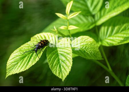 Gros plan du coléoptère à quatre bandes (Leptura quadrifasciata) reposant sur une feuille verte vibrante à la lumière naturelle. Banque D'Images