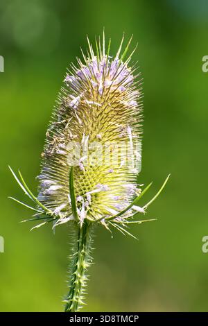 Gros plan du chevalet sauvage (Dipsacus fullonum) en fleurs. Plan vertical détaillé capturant la tête verte éclatante d'une plante de thé sauvage avec délicat Banque D'Images