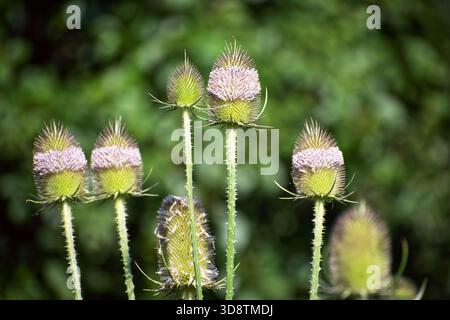 Vue rapprochée de plantes de thé sauvage en fleurs (Dipsacus fullonum) avec des têtes pointues et en forme de cône et de délicates fleurs rose-violet dans un environnement naturel et vibrant Banque D'Images
