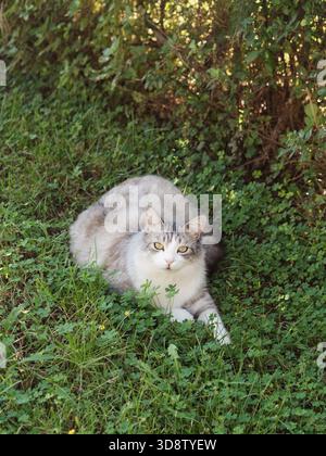 Portrait de chat moelleux dans le jardin méditerranéen vert, vertical gros plan Banque D'Images