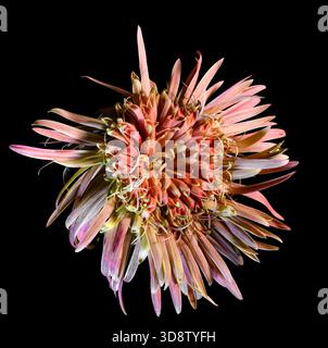 Gros plan macro extrême d'une tête de fleur rose de chrysanthème d'araignée (chrysanthème) isolée sur un fond noir. L'image met en évidence le long, tubul Banque D'Images