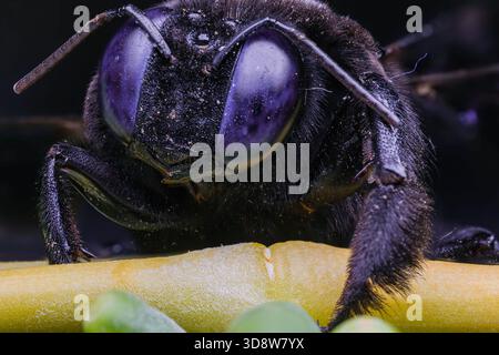 Gros plan macro extrême d'une abeille charpentier noire montrant de grands yeux composés, des antennes et une texture corporelle détaillée à fort grossissement Banque D'Images