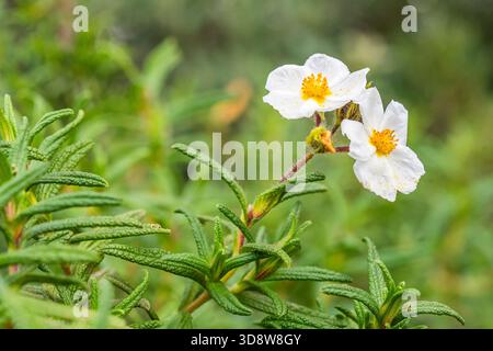 Montpellier Rockrose (Cistus monspeliensis) arbuste de la Garrigue Banque D'Images