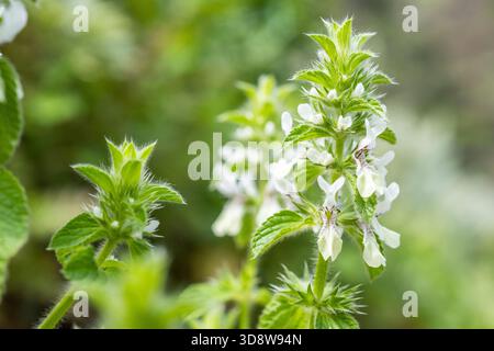 Herb floraison italienne Hedgenettle (Stachys ocymastrum) Banque D'Images