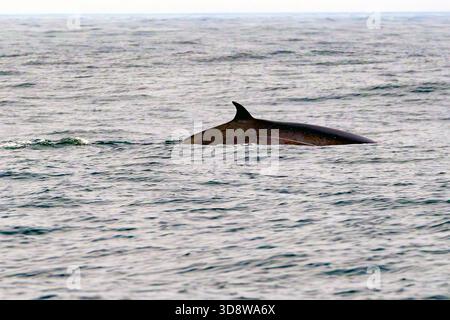 Baleine de Bryde (Balaenoptera brydei) du sanctuaire baleinier de Walker Bay, Western Cape, Afrique du Sud en novembre. Banque D'Images