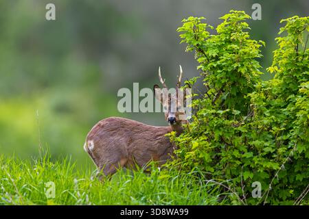 Chevreuil d'Europe (Capreolus capreolus) buck adulte / mâle butin dans les prairies / prairies à la lisière de la forêt au printemps Banque D'Images