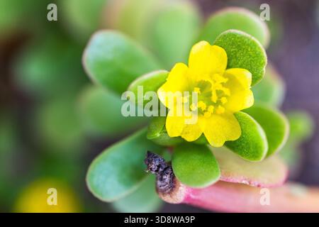 Purslane commun (Portulaca oleracea) — formes sauvages et cultivées Banque D'Images