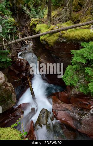 États-Unis, montagnes Rocheuses, Montana, Parc national des glaciers, Avalanche Creek Banque D'Images