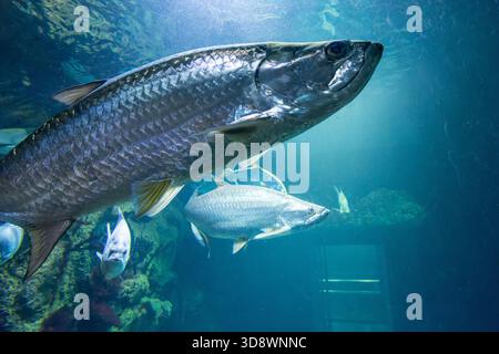 Tarpon atlantique, également connu sous le nom de « Roi d'argent ». Les tarpons sont de gros poissons osseux avec des écailles distinctives, grandes, argentées, ressemblant à une armure. Banque D'Images