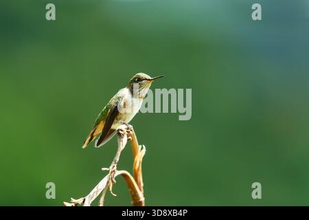 Colibri volcan (Selasphorus flammula), espèce de colibri de la tribu Mellisugini de la sous-famille Trochilinae, l'abeille colibri. San Gerardo de Banque D'Images