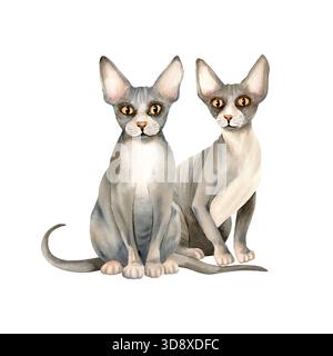 Sphynx Cats est assis. Deux chatte domestique sans poils avec animal de compagnie à peau chauve. Animal gris mignon. Illustration isolée à l'aquarelle. Clip art dessiné à la main pour Banque D'Images