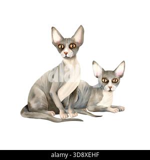 Deux chats sphynx sont assis et debout. Animal de compagnie chaton sans poils avec la peau chauve. Mignon personnage gris avec de grandes oreilles et des yeux jaunes. Aquarelle isolée Banque D'Images