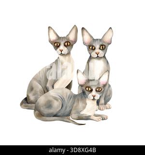 Trois chats sphynx sont assis, debout. Animal de compagnie chaton sans poils avec la peau chauve. Mignon personnage gris avec de grandes oreilles et des yeux jaunes. Illustration isolée à l'aquarelle Banque D'Images