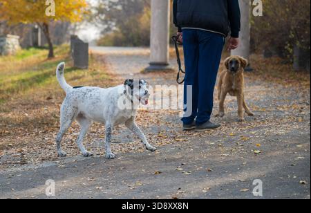 Un homme promène ses deux chiens sur un chemin. Un chien est blanc et l'autre brun Banque D'Images