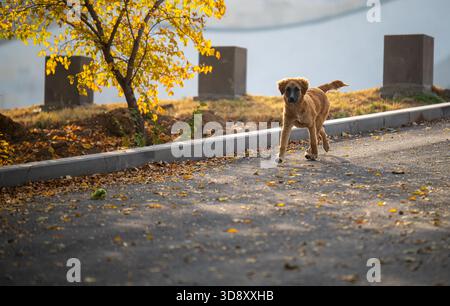 Un chien brun court dans une rue avec des feuilles sur le sol. Le chien regarde quelque chose au loin Banque D'Images