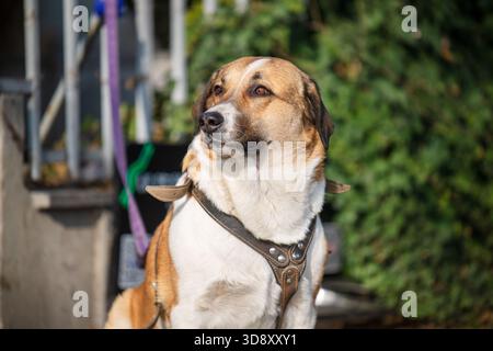 Un chien brun et blanc se tient devant une clôture. Le chien porte un harnais et une laisse Banque D'Images