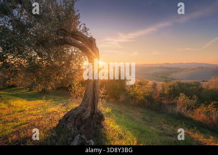 Vue d'un olivier noueux avec un tronc courbé silhouette contre un coucher de soleil dans les collines de Santa Luce, province de Pise, région Toscane, il Banque D'Images