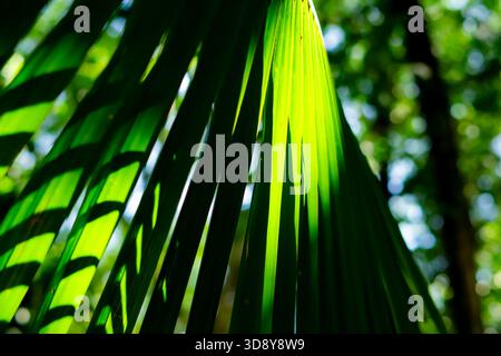 Gros plan d'une feuille de palmier tropical éclairée par la lumière du soleil dans une forêt malaisienne, montrant des ombres audacieuses, des tons verts vifs et une texture naturelle Banque D'Images