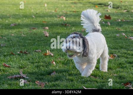 Mignon petit chien Havanais noir et blanc joue à aller chercher avec une balle de tennis jaune. Banque D'Images