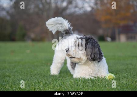 Joli petit chien Havanais noir et blanc jouant à aller chercher avec une balle de tennis. Banque D'Images