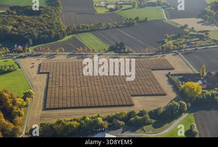 Récolte de maïs avec soutien scientifique Pelcum, Kamener Strasse Barbecke, Hamm, région de la Ruhr, Rhénanie-du-Nord-Westphalie, Allemagne, DE, Europe, vue aérienne, b Banque D'Images