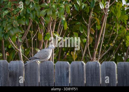 Wichita Falls, Texas. Eurasian Collared- colombe, Streptopelia decaocto assis sur un poteau de clôture. Banque D'Images