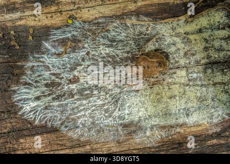 Mycélium poussant sur une planche de bois pourrie, dans une forêt des montagnes andines orientales du centre de la Colombie, près de la réserve naturelle d'Iguaque. Banque D'Images