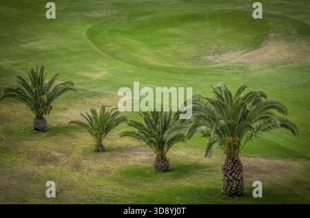Palmiers croissant sur le terrain de golf de Gran Canaria Banque D'Images