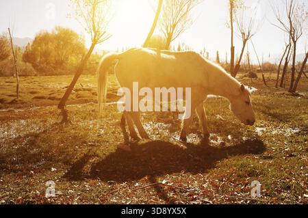 Cheval mangeant de l'herbe dans la lumière du soleil doré à Holy Fish Pond, monastère de Shey, Leh Ladakh, Inde Banque D'Images