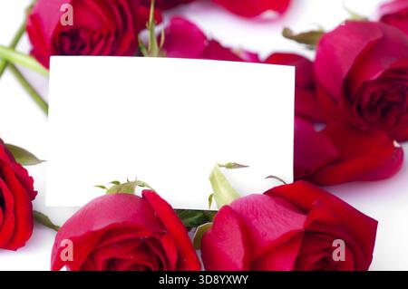 Rose rouge avec pétales et carte-cadeau pour le texte en blanc Banque D'Images