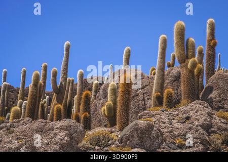 Grand cactus poussant sur une île au milieu du Salar de Uyuni, Bolivie Banque D'Images