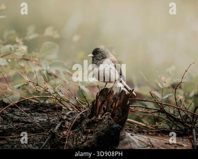 Junco aux yeux sombres récurant les insectes au bout d'une bûche tombée profondément dans le pré. Banque D'Images